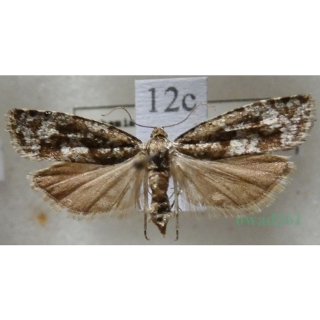Zeiraphera griseana (Hübner, 1799) Wskaźnica modrzewianeczka Czech12c